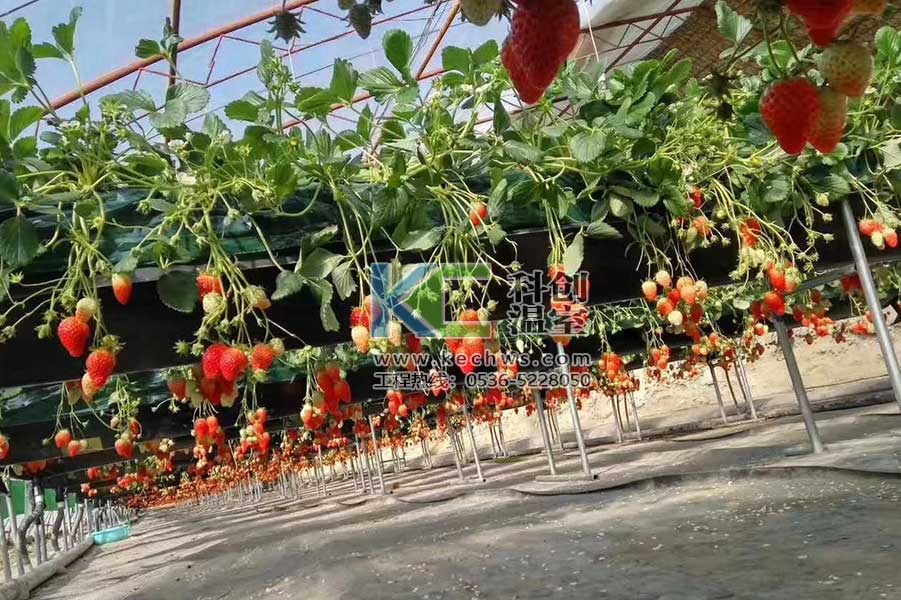 新型草莓立體無土栽培