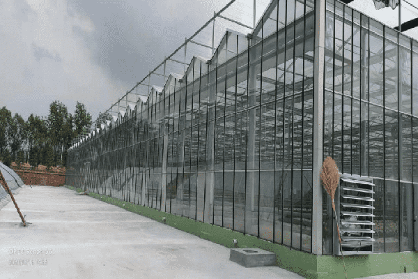 山西呂梁荷蘭玻璃溫室建設項目
